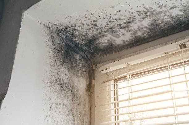 Affordable Basement Mold Removal solutions in Wakefield, MI